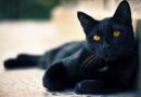 خلفيات قطط سوداء
