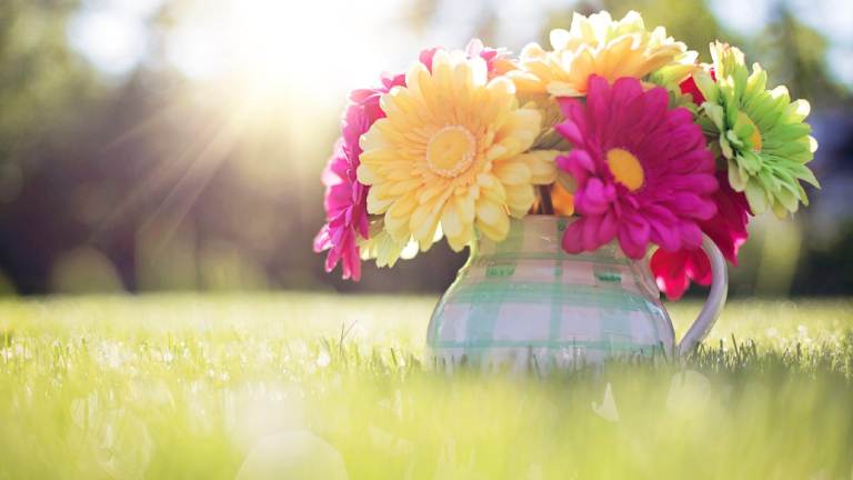 خلفيات ورد كيوت