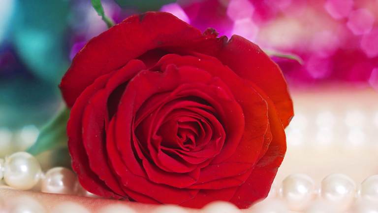 خلفيات ورود جميلة جدا