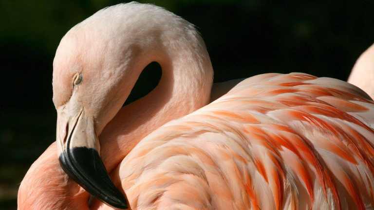 طائر الفلامنجو خلفيات